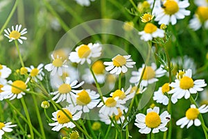 Wild Chamomile in the Field, Chamomile plant Matricaria Chamomilla