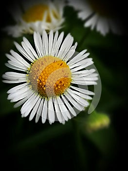 Wild chamomile