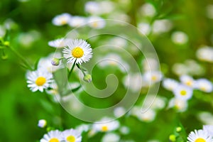 Wild chamomile flower. Blooming meadow flower. Close-up of a small white wildflower. Medicinal homeopathic plants. Selective soft