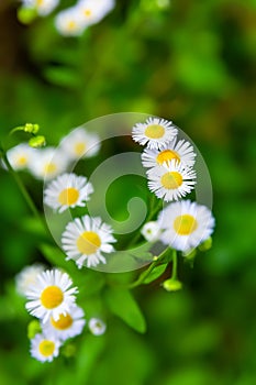 Wild chamomile flower. Blooming white meadow flower. Close-up of a small wild flower. Medicinal homeopathic plants. Selective soft