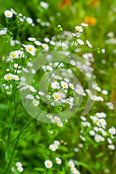 Wild chamomile flower. Wild flower. Floral background. Medicinal homeopathic plants. Selective soft focus. Floral wallpaper