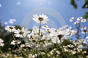 Wild chamomile flowers background