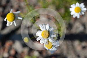 wild chamomile flowers closeup selective focus