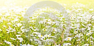 Wild chamomile flowers on a field on sunlight. Shallow depth of field