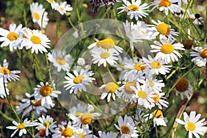 Wild chamomile flowers on a field on a sunny day. shallow depth of field