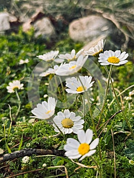 Wild chamomile flowers growing in the grass, macro photography.