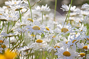 Wild chamomile flowers growing on meadow, white chamomiles on green grass background