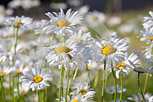 Wild chamomile flowers growing on meadow, white chamomiles on green grass background, close up