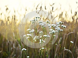 Wild chamomile flowers on the meadow