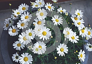 Wild chamomile flowersMatricÃ¡ria