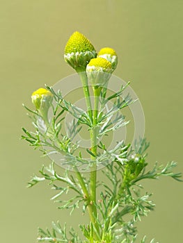 Wild chamomile (Matricaria discoidea)