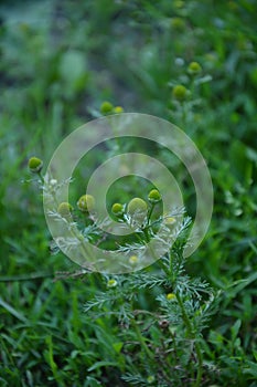 Wild chamomile, Matricaria discoidea, growing and blooming on gravel