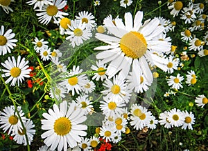 Wild chamomile on a meadow.