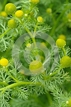 Wild Chamomile (Pineappleweed) Close-Up