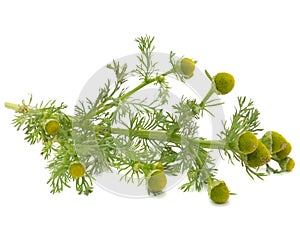 Wild Chamomile (Pineappleweed) Isolated on White Background