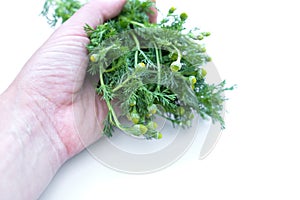 Wild chamomile or Pineappleweed Matricaria discoidea on white background