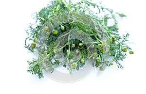 Wild chamomile or Pineappleweed Matricaria discoidea on white background