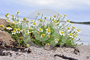 Wild chamomile or scented mayweed