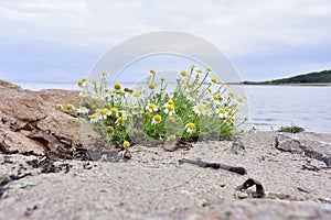 Wild chamomile or scented mayweed