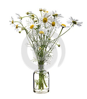 Wild chamomile scentless mayweed or scentless chamomile in a glass vessel on a white background