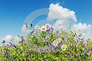 Wild chamomiles flower in green grass and blue sky with clouds