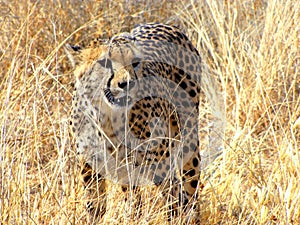 Wild cheetah