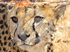 Wild cheetah