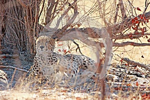 Cheetah resting next to a tree while looking ahead in Hwange National Par photo
