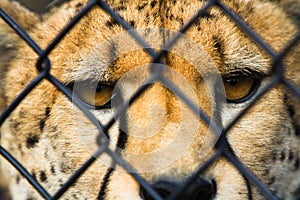 Wild cheetah behind a wire