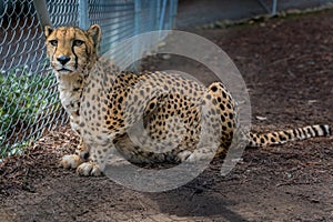 Wild cheetah in a cage at a sanctuary