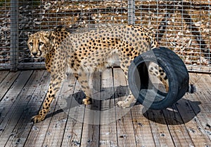 Wild cheetah in a cage at a sanctuary