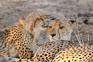 Wild cheetah cub licking his mother, kalahari desert, botswana