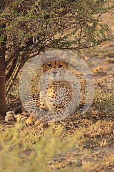 Wild cheetah cub resting in the shade