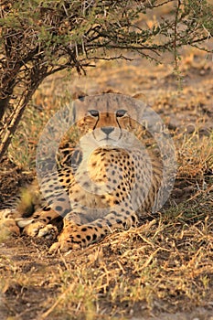 Wild cheetah cub resting in the shade