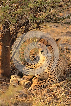 Wild cheetah cub resting in the shade