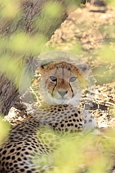 Wild cheetah cub resting in the shade, kalahari desert, botswana