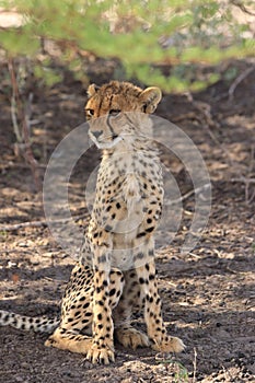 Wild cheetah cub sitting upright in the shade, kalahari desert, botswana