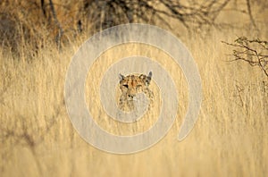 Wild cheetah in grass