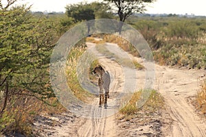 Wild cheetah mother looking for her cubs, kalahari desert, botswana