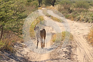 Wild cheetah mother looking for her cubs, kalahari desert, botswana