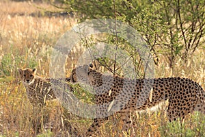 Wild cheetah mother re-united with her cubs, kalahari desert, botswana