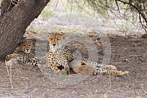 Wild cheetah mother and two cubs resting in the shade