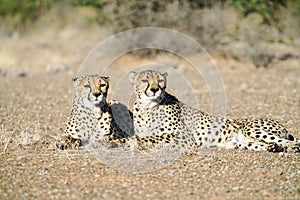 Wild cheetah in Namibia.