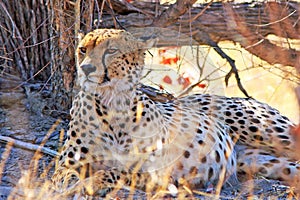 Wild Cheetah resting next to a large tree trunk in Hwange National Park