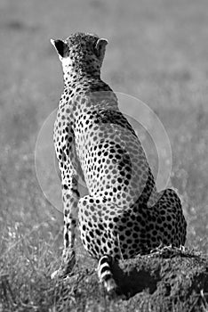 Wild cheetah in savanna in black and white