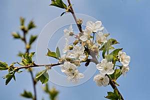 Wild cherry blossom detail