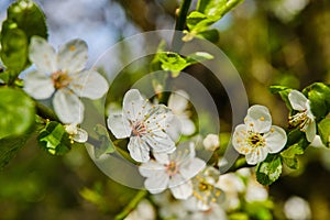 Wild cherry blossom detail