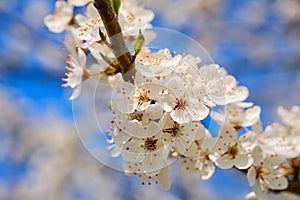 Wild cherry blossom detail