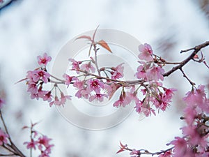 Salvaje cereza flor sobre el 