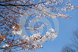 Wild cherry blossoms